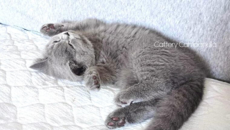 譲渡したミスティの子猫たちのその後①