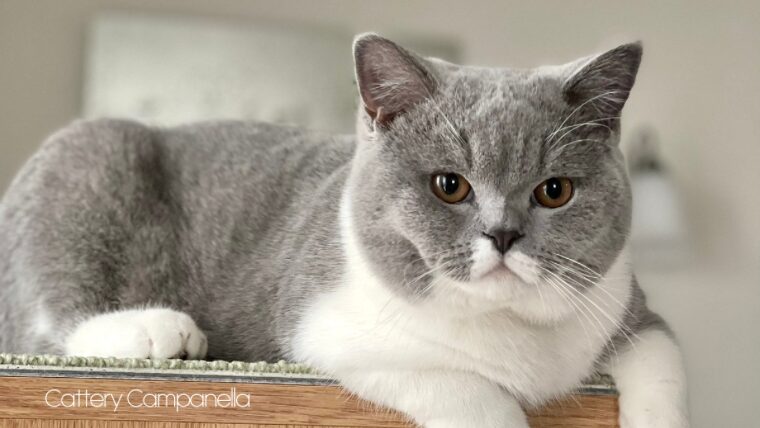 譲渡したミスティの子猫たちのその後②