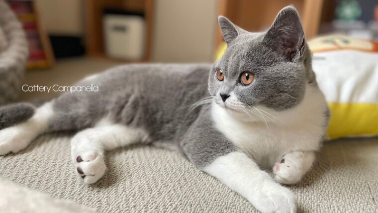 譲渡したミスティの子猫たちのその後③
