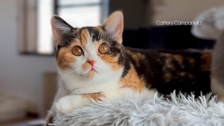 子猫たちのご家族募集中