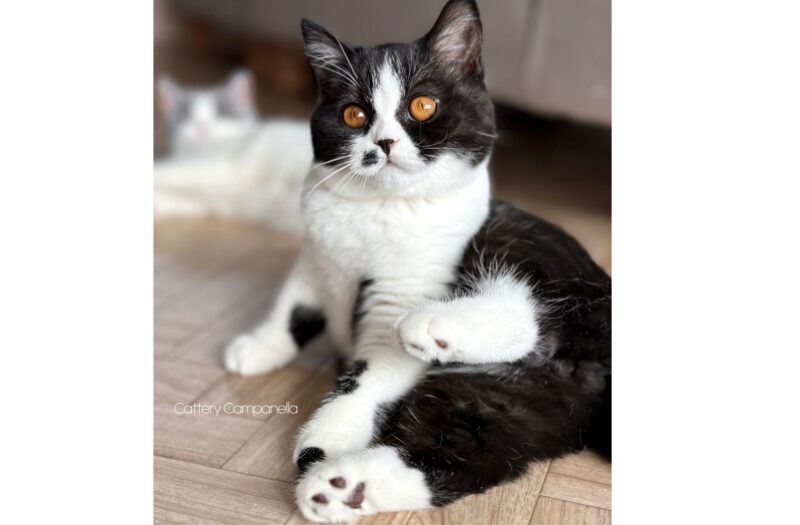 座って毛づくろい中｜ブリティッシュショートヘア子猫 ブラック＆ホワイト