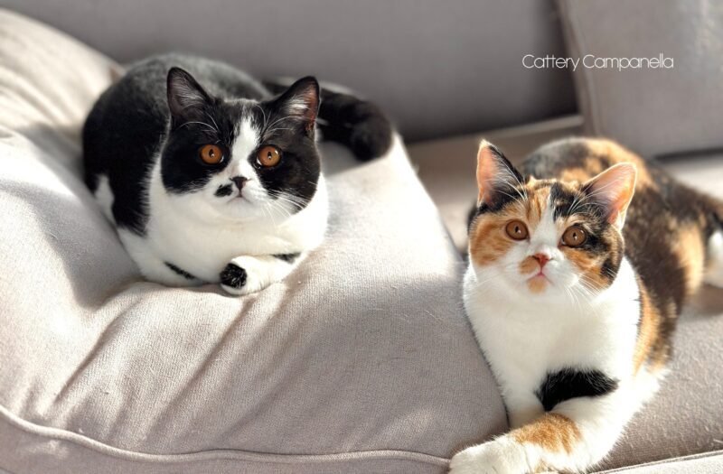兄妹と並んでいるブリティッシュショートヘア子猫 ブラックホワイト 男の子