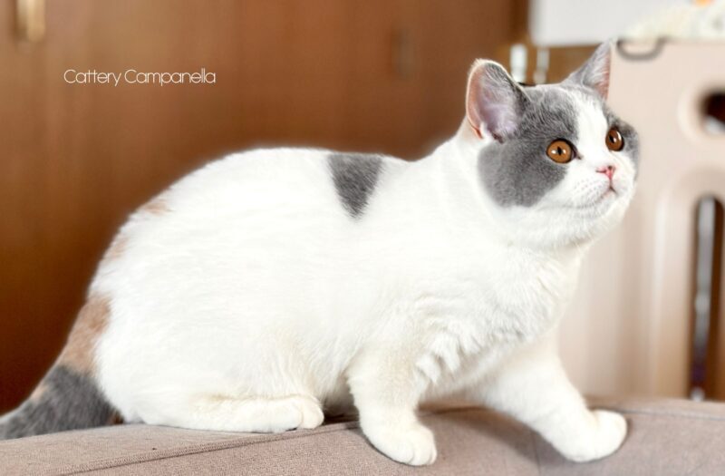 ファーの上を歩いているブリティッシュショートヘア子猫 ブルートーティホワイト