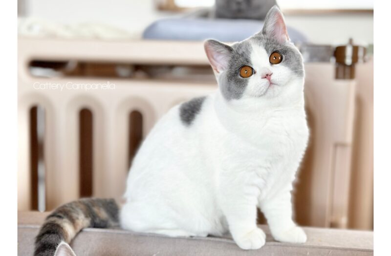 お顔を傾けてこちらをみている｜ブリティッシュショートヘア子猫 ブルートーティホワイト