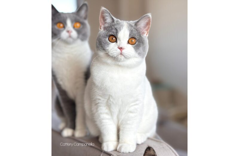 正面アップ｜ブリティッシュショートヘア子猫 ダイリュートキャリコ