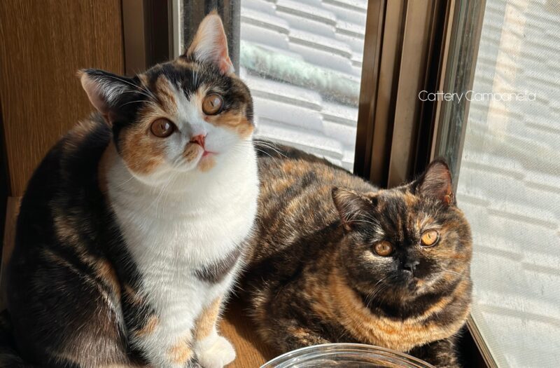 キャリコとブラックトーティの女の子2匹の子猫が窓辺で座っている様子。徳島で生まれたブリティッシュショートヘアです。