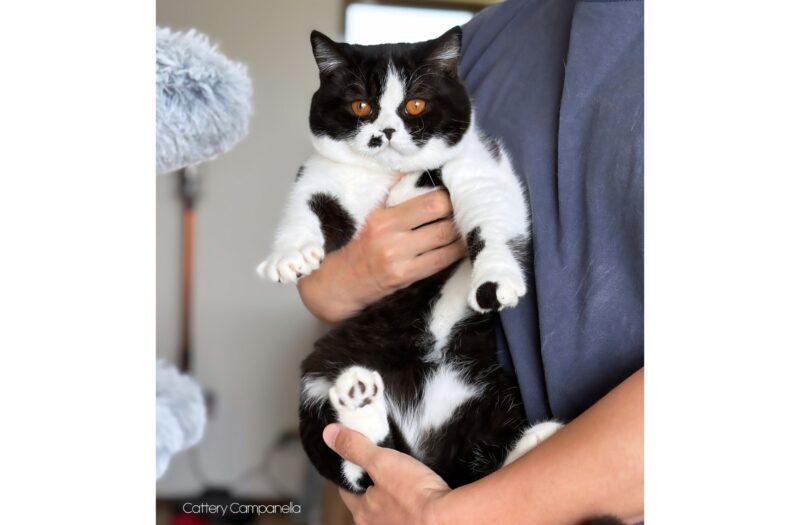 抱っこされているブリティッシュショートヘア子猫 ブラック＆ホワイト 男の子