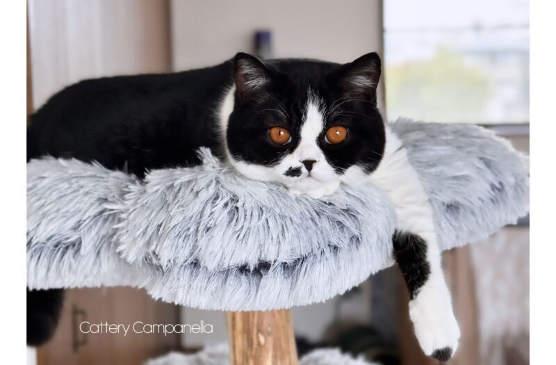 キャットタワーでくつろぐブリティッシュショートヘア子猫 ブラックホワイト  徳島生まれ