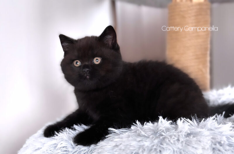ブリティッシュショートヘア子猫 ブラック 男の子｜徳島直販・販売中