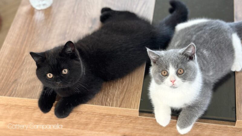 やってみないとわからないということ
